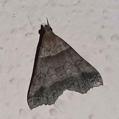 Heterogramma circumflexalis