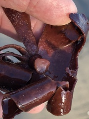 Constantinea simplex