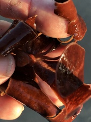 Constantinea simplex