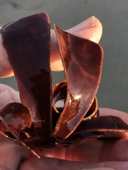 Constantinea simplex