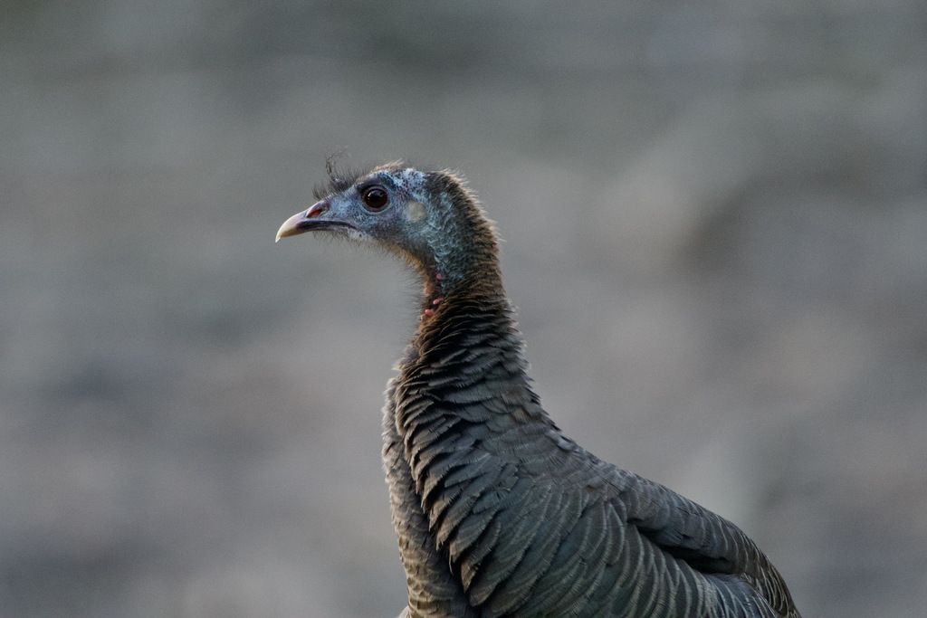 Wild Turkey (Meleagris gallopavo)