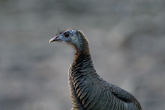 Wild Turkey