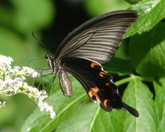 Papilio demetrius