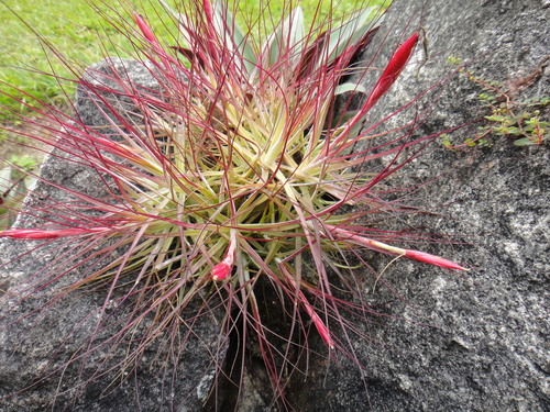 Tillandsia schiedeana image
