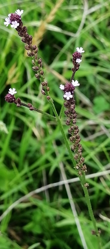 Verbena litoralis