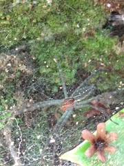 Aglaoctenus castaneus