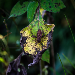 Piezogaster scutellaris