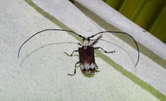 Polyrhaphis grandini