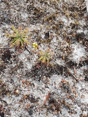 Drosera stelliflora