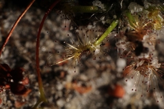 Drosera stelliflora