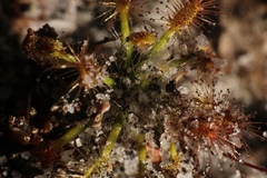 Drosera stelliflora