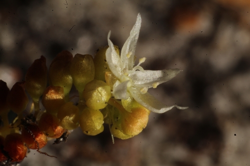 Image of Drosera Stelliflora (Drosera stelliflora) by (c) Em Lamond, some rights reserved (CC BY)