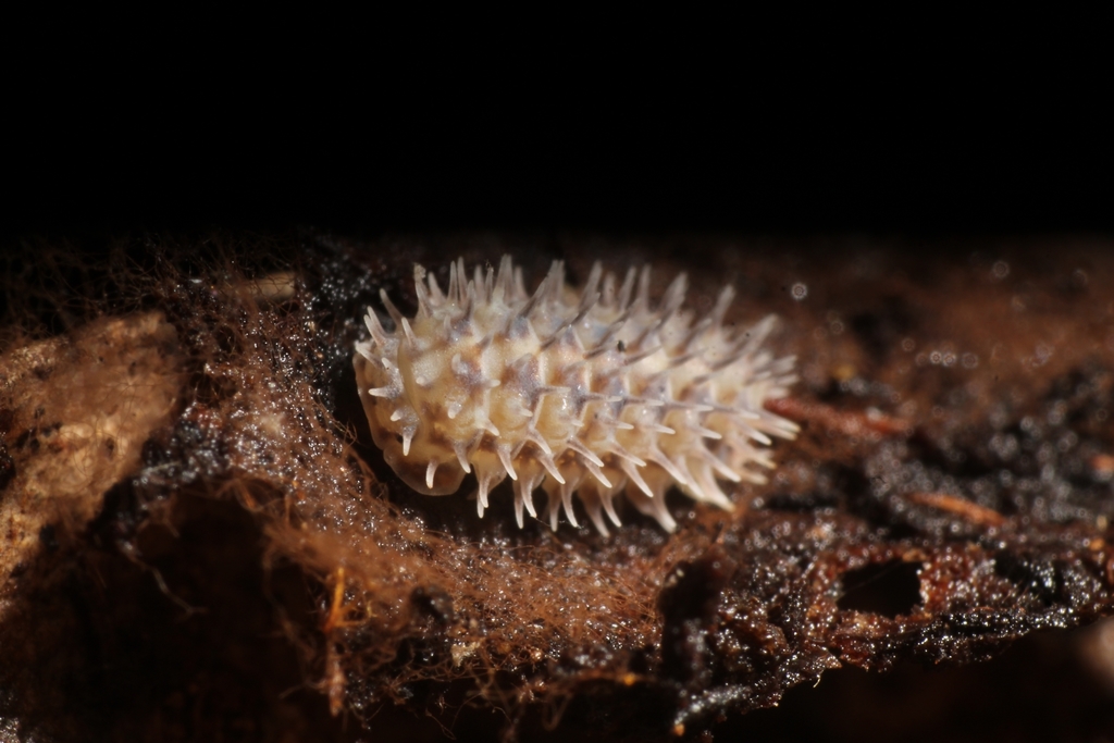 Pseudolaureola wilsmorei
