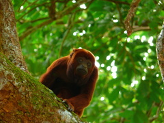 Ursine Howler Monkey photo 4