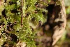 Ceramanus clatritexta