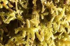 Ceramanus clatritexta