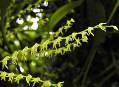 Stelis gelida
