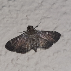 Cryptobotys zoilusalis