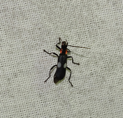 Chauliognathus fenestratus