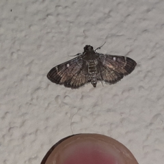Cryptobotys zoilusalis
