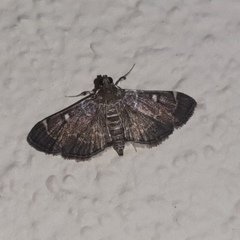 Cryptobotys zoilusalis