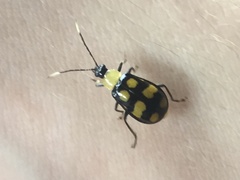 Diabrotica morosa