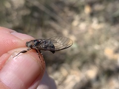 Myopsalta mackinlayi