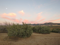 Juniperus californica