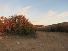 Juniperus californica