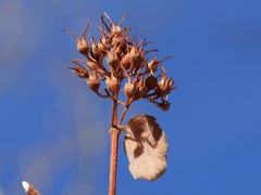 Physocarpus monogynus