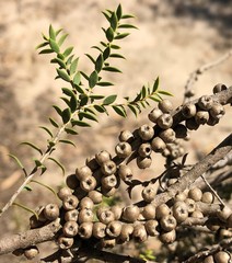 Melaleuca acuminata