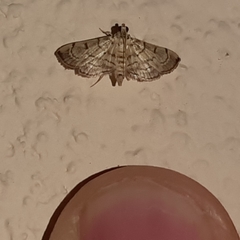 Salbia
