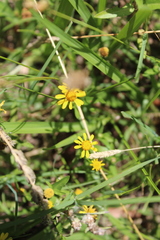 Acmella decumbens