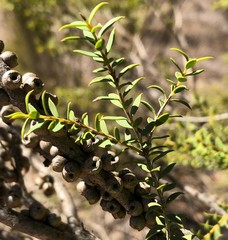 Melaleuca acuminata