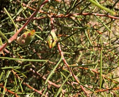Hakea mitchellii
