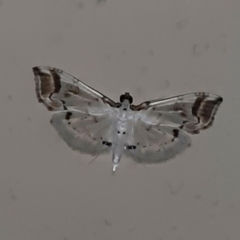 Pycnarmon leucinodalis