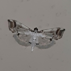 Pycnarmon leucinodalis