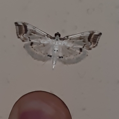 Pycnarmon leucinodalis