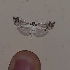 Pycnarmon leucinodalis