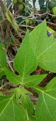 Smallanthus sonchifolius