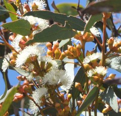 Eucalyptus dumosa