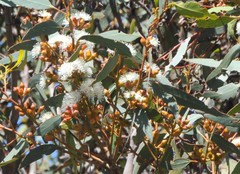 Eucalyptus dumosa