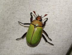 Pelidnota semiaurata