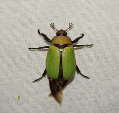 Pelidnota semiaurata