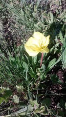 Oenothera howardii