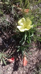 Oenothera howardii