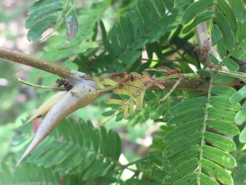 Vachellia collinsii, photograph 5
