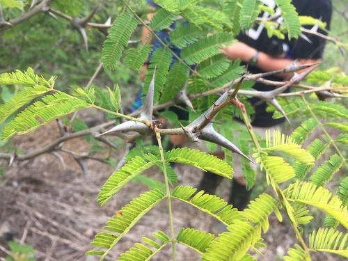 Vachellia collinsii, photograph 4