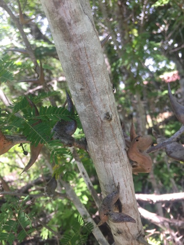Vachellia collinsii, photograph 6