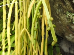 Rhipsalis micrantha image